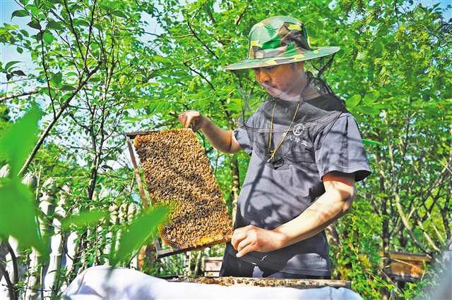 酉陽800 山地特色產業提質增效，農產品發展新篇章