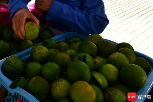 中國農民豐收節暨消費扶貧月白沙愛心集市開市 農產品集中展銷助力鄉村振興